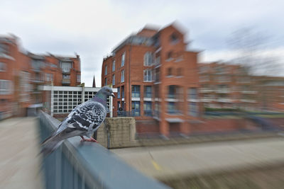 Blurred motion of bird on building against sky