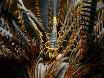 Close-up of shrimp on coral in sea 