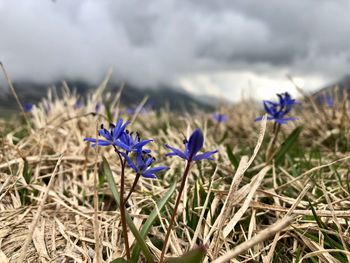 Close-up of purple crocus flowers on field