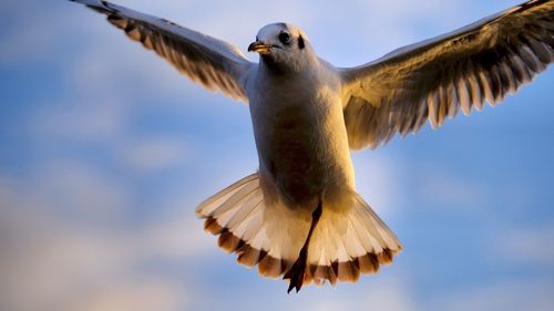 Gull in the air, one leg