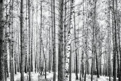 Snow covered trees in forest