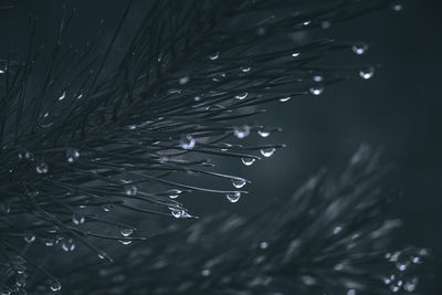 Close-up of raindrops on pine tree