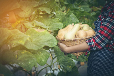 Midsection of woman holding strawberry plant