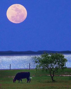 Grassy field against cloudy sky