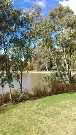Scenic view of lake by trees against sky