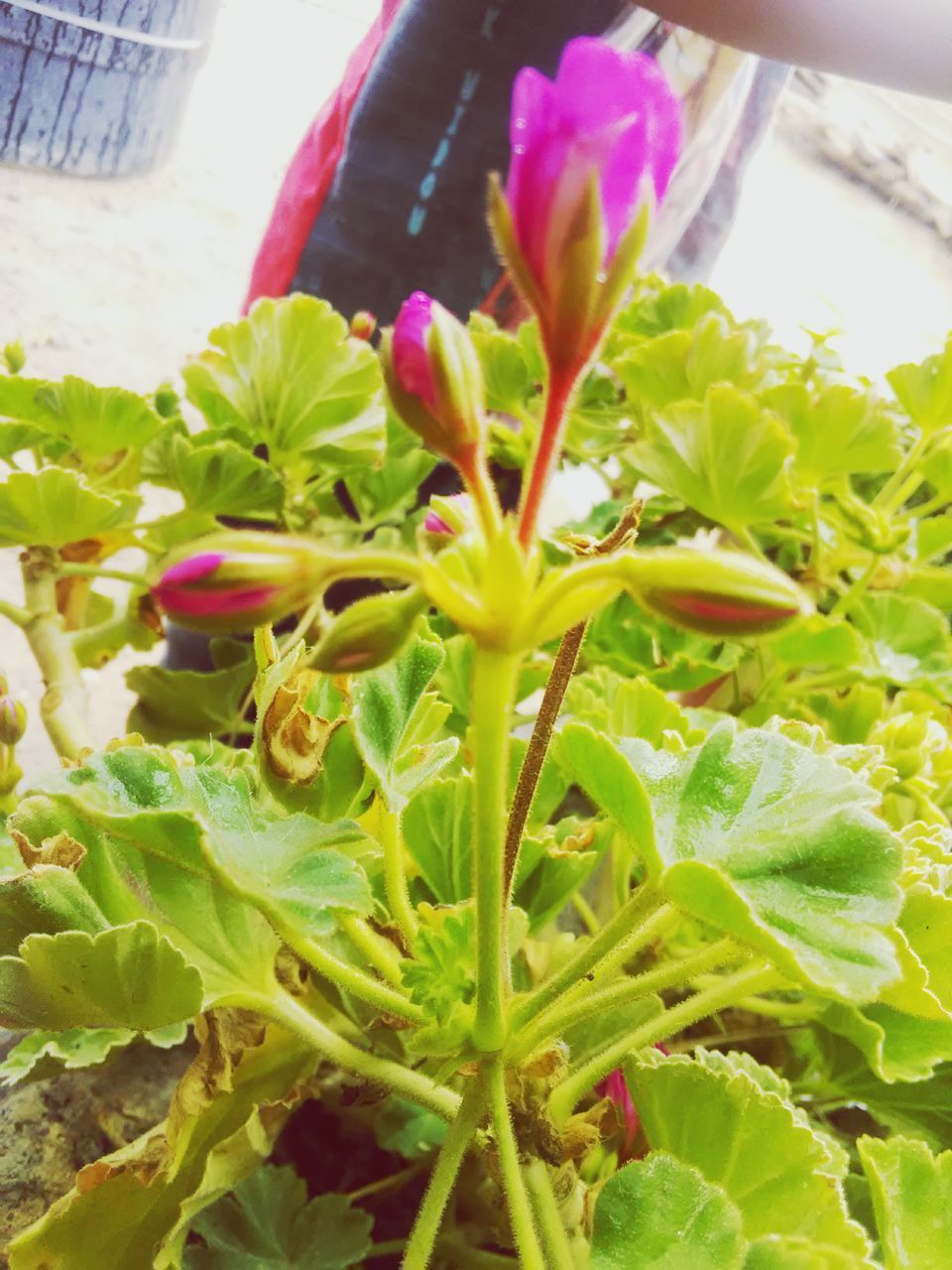 CLOSE-UP OF POTTED PLANTS