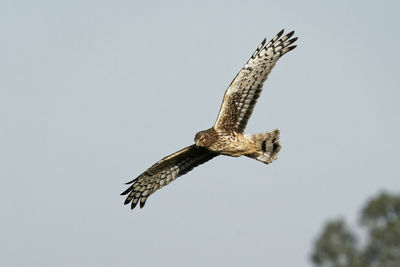 Low angle view of eagle flying in sky