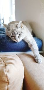Cat sleeping in a home
