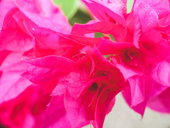 Close-up of pink rose plant