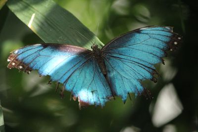 Close-up of butterfly on purple flower