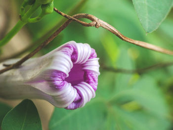 Close-up of flower against blurred background