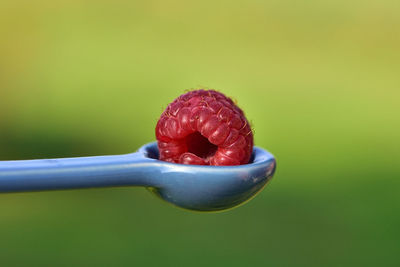 Close-up of a raspberry on a spoon