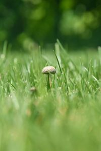 Close-up of mushroom growing on field