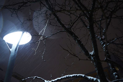Low angle view of bare tree during winter