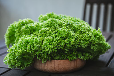 Close-up of green leaves