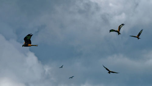 Low angle view of birds flying in sky