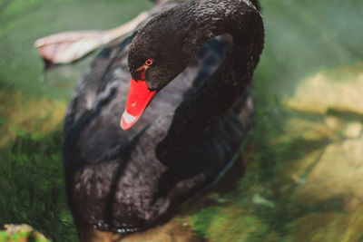 Close-up of black swan swimming in lake