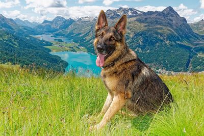 View of a dog on field