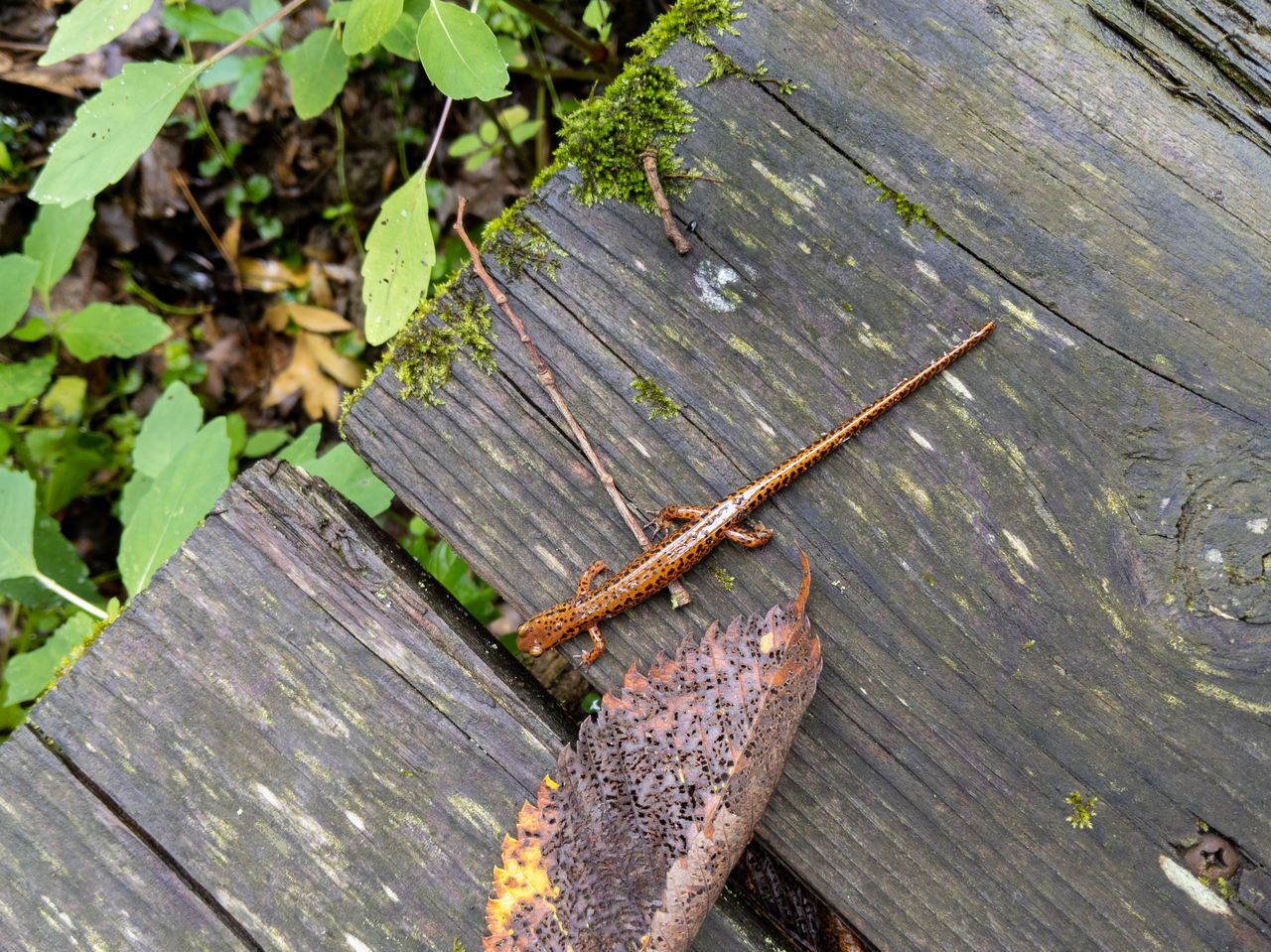 HIGH ANGLE VIEW OF LEAVES ON WOODEN FLOOR