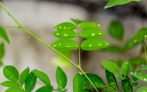 Close-up of water drops on leaves