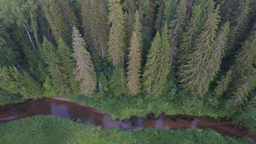 High angle view of trees in forest