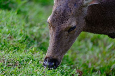 Sambar Deer