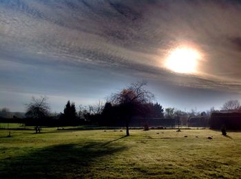 Trees on field against sky at sunset