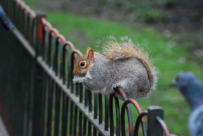 Squirrel and pigeon on fence