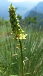 Close-up of fresh green plant in field