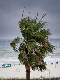 Palm tree by sea against sky