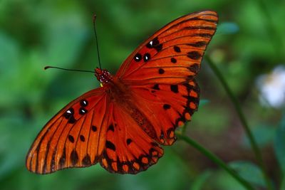 Close-up of butterfly pollinating on red leaf