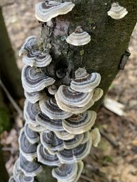 High angle view of mushrooms on tree trunk