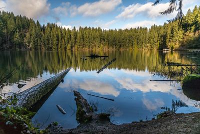 Scenic view of lake by trees in forest against sky