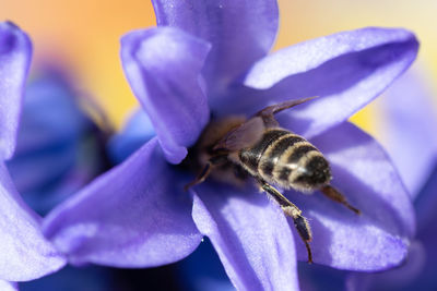 Close-up of bee pollinating on purple flower