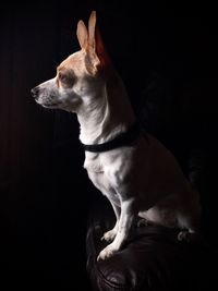 Side view of a dog looking away