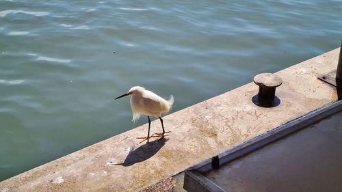 High angle view of seagull perching on a lake