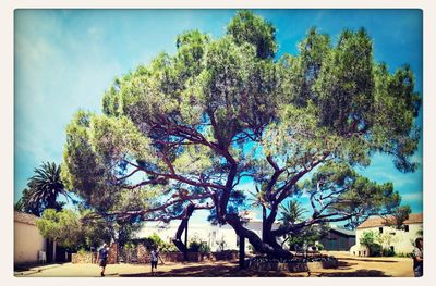 Trees against blue sky