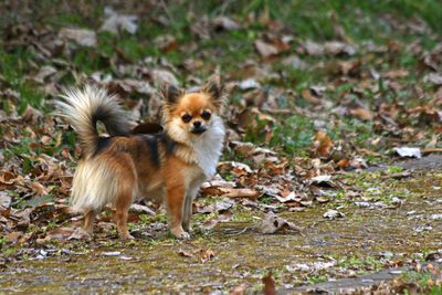 Portrait of dog standing on field