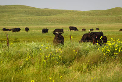 View of sheep on grassy field