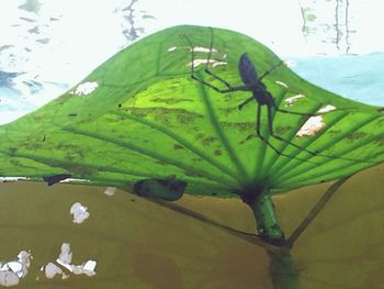 Close-up of green caterpillar on water