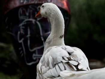 Close-up of swan