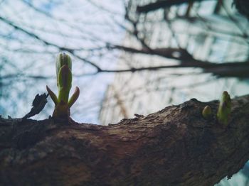 Low angle view of a tree