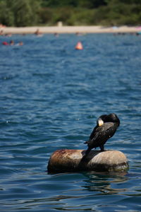 Duck swimming in lake
