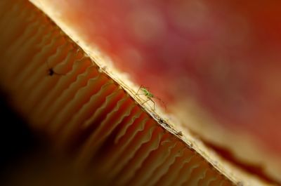 Macro shot of insect