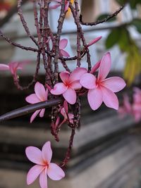 Close-up of pink flowering plant