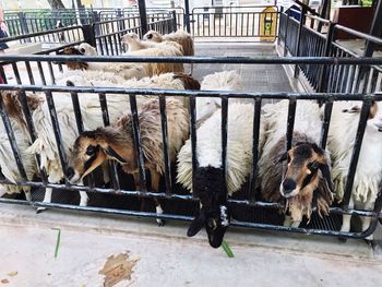 High angle view of sheep in cage at zoo