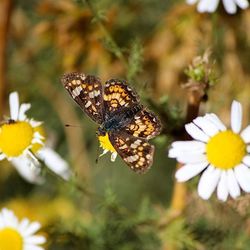 Close-up of butterfly pollinating flower