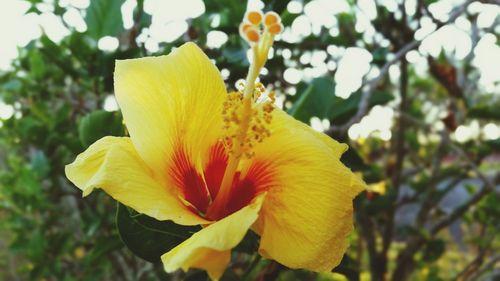 Close-up of yellow flower