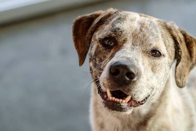 Close-up portrait of dog