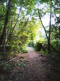 Trees in forest